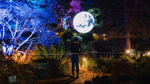 Luminate Winter Trail 2025