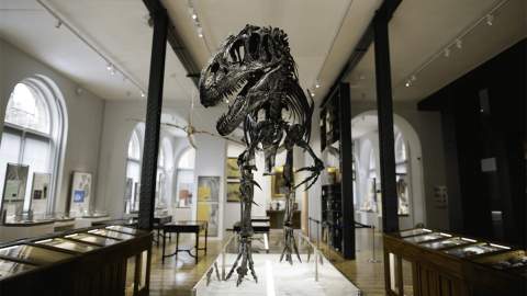 Lapworth Museum of Geology
