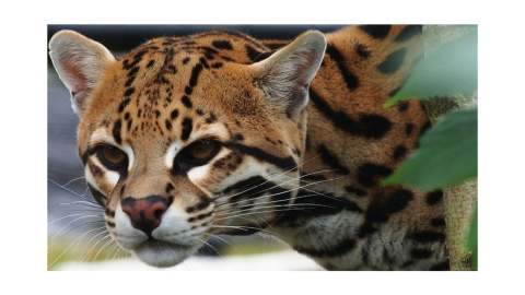 Birmingham Wildlife Conservation Park