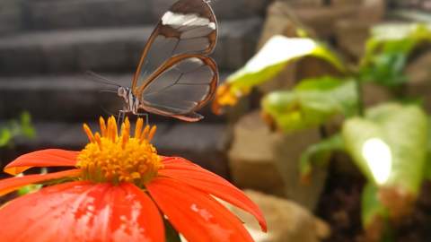Stratford Butterfly Farm