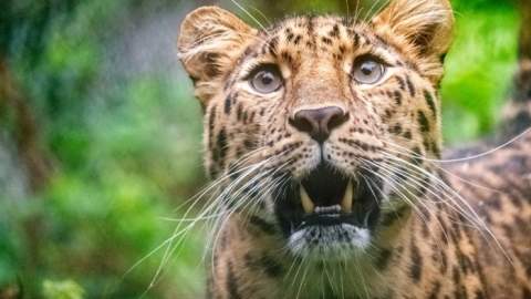 Dartmoor Zoo