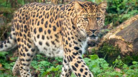Dartmoor Zoo