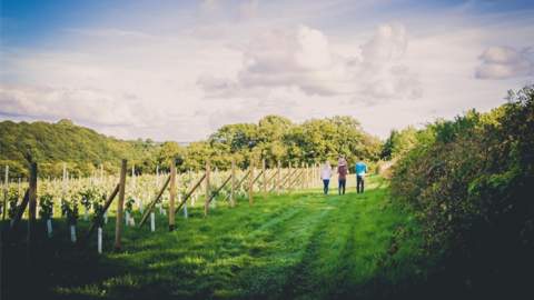 Swanaford Vineyard