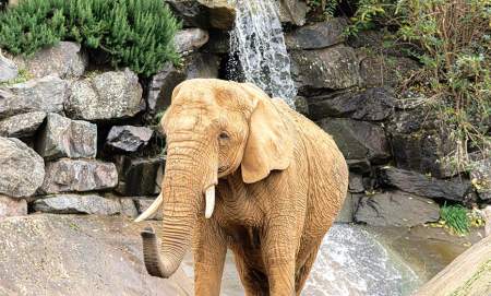 Colchester Zoological Society