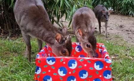 The Magic of Christmas