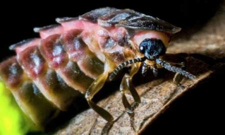 Iron Latch Nature Reserve: Bat and glow-worm evening