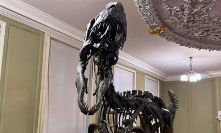 Hollytrees Dino Trail