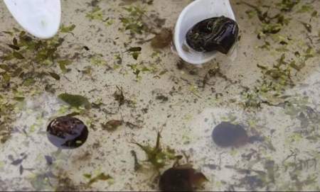 Abberton Pond Dipping