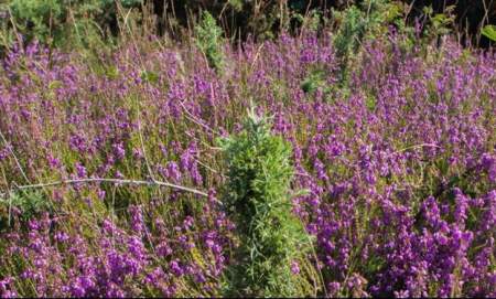 Tiptree Heath Wild Wanderers