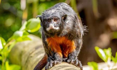 Summer Holidays at Colchester Zoological Society