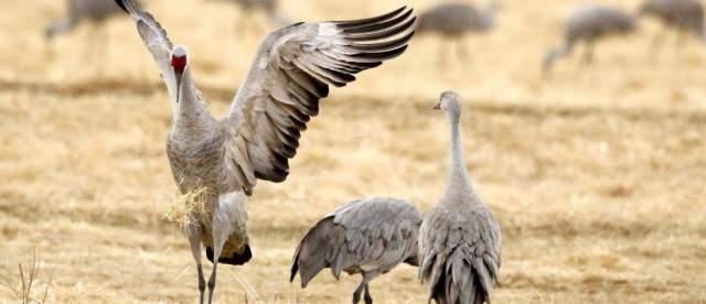 Sandhill Cranes