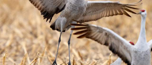 Sandhill Crane