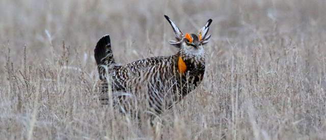 Prairie Chicken