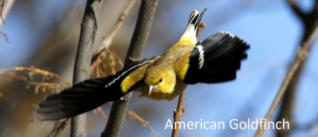 American Goldfinch Challenging Sandhills Scenic Drive