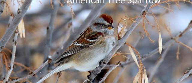 American Tree Sparrow Challenging Sandhills Scenic Drive