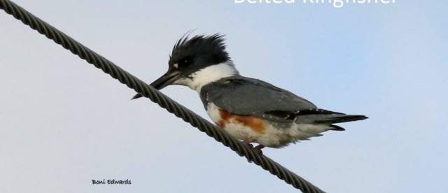 Belted Kingfisher Sandhills Scenic Drive