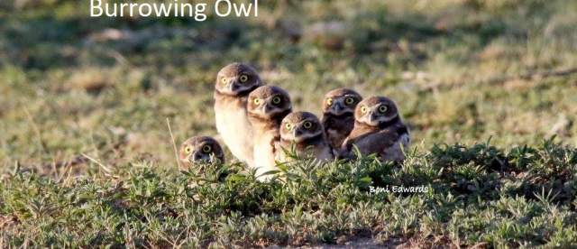 Burrowing Owl Sandhills Scenic Drive
