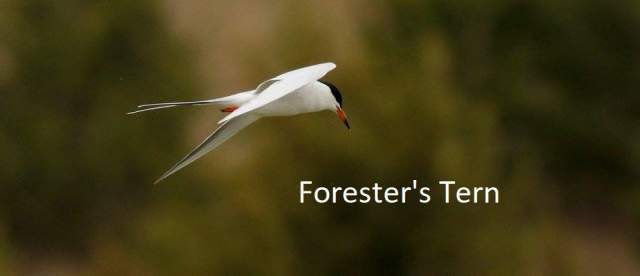 Foresters Tern Sandhills Scenic Drive