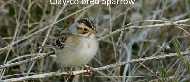 Clay Colored Sparrow Wild Horse Canyon Scenic Drive