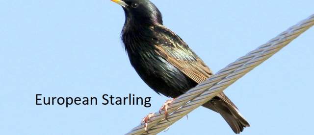 European Starling Wild Horse Canyon Scenic Drive