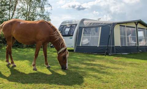 Camping New Forest - Touring and Glamping