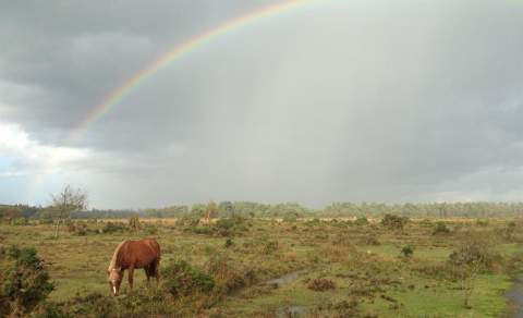 Wild New Forest