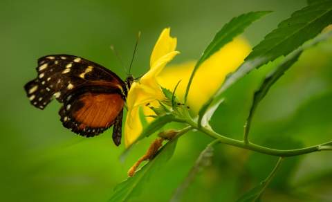 Mariposario de Benalmádena - Monowa