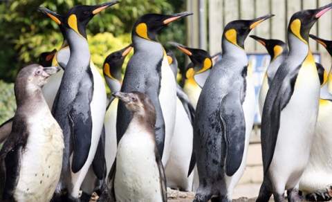 Birdland Park and Gardens
