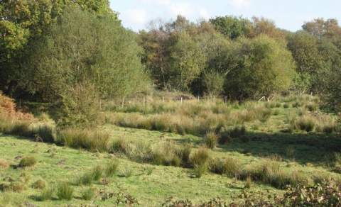 Purewell Meadows Local Nature Reserve