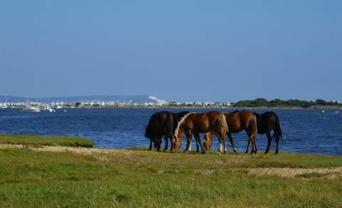 Stanpit Marsh Nature Reserve