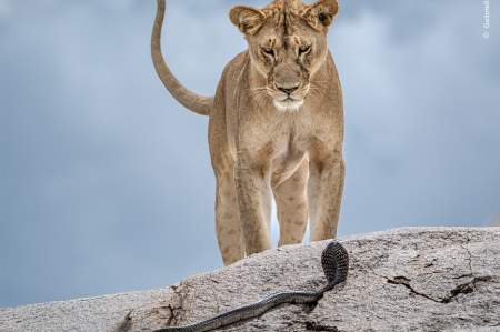 Wildlife Photographer of the Year