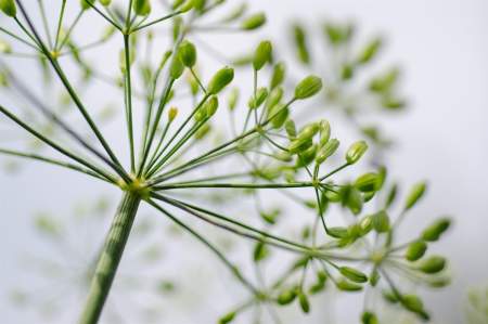 Mindful Veggie Planting