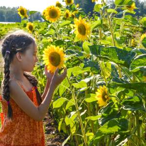 Plan Your Garden