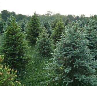 Pine Tree Acres Robinson Ks 66532