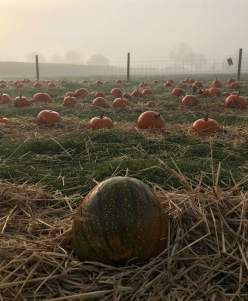 Rand Farm The Frontier Pumpkin Festival