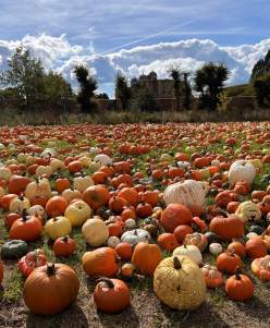 Pick Your Own Pumpkins at Doddington