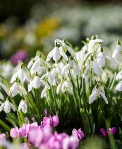 Doddington Spring Bulb Pageant