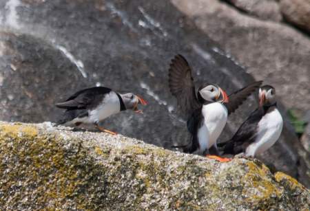 Island Wildlife Tours