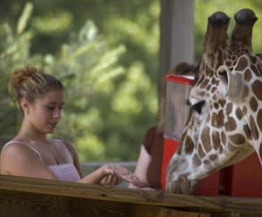 Metro Richmond Zoo Giraffe Feeding Close