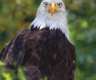 Eagle