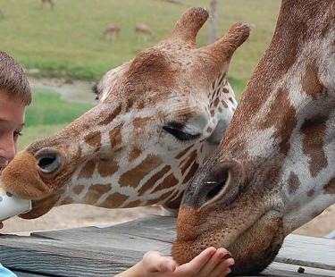 Visiting The Metro Richmond Zoo With A Frugal Chick I Got To Pet A Giraffe And A Kangaroo