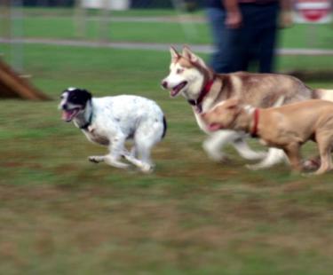dogs