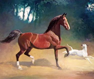 American Saddlebred