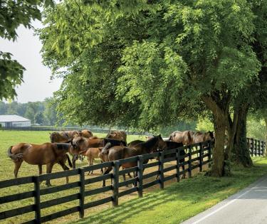 Destination Bluegrass, INC