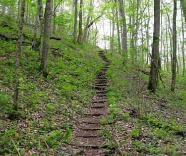 Dorman Woods
