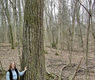 Dorman Preserve Tree