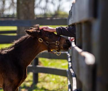Horse Country tour with a foal