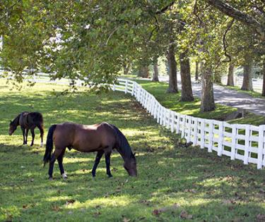Running Horses at Kentucky Horse Park