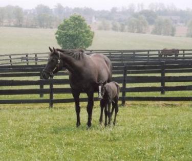 Kentucky Horse Tours