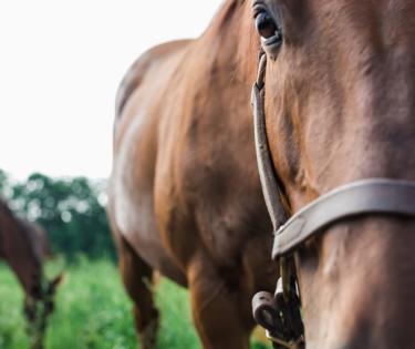 Prime Horse Tours